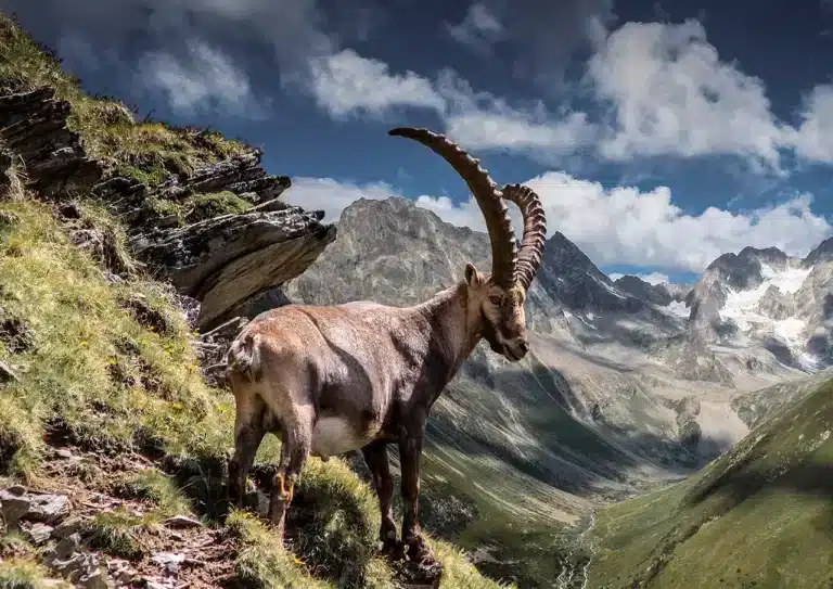 Steinbock Pitztal Naturpark Kaunergratt ©TVB Pitztal Tourismusverband